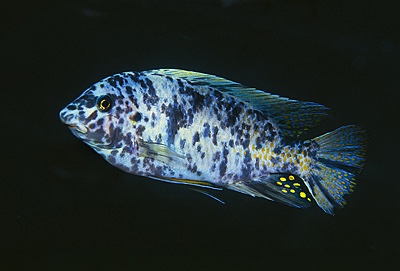 Labeotropheus fuelleborni 'Likoma Island'